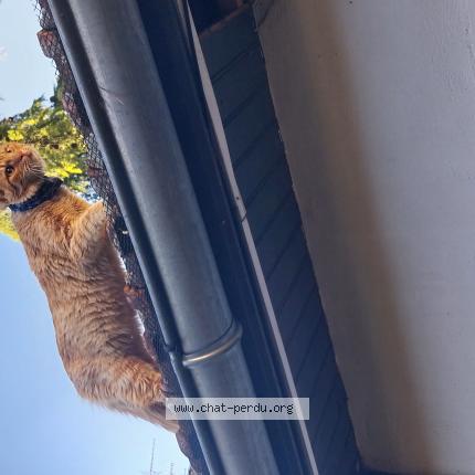 Foto 1/1 Gato encontrado Encontrado en Dijon