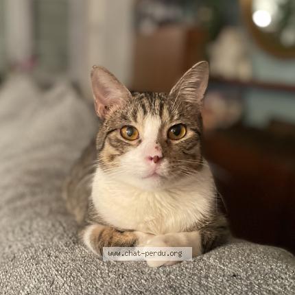Foto 1/1 Pop&rsquo;s Chat perdido en Chatillon