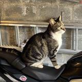 Foto del gato perdido en Chateau Sur Epte