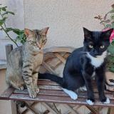 Foto del gato perdido en Corbeil Essonne