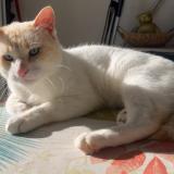 Foto del gato perdido en Saint Jean De Mont