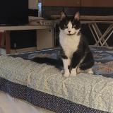 Foto de gato encontrado en Chatillon