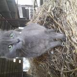 Foto del gato perdido en Montcey