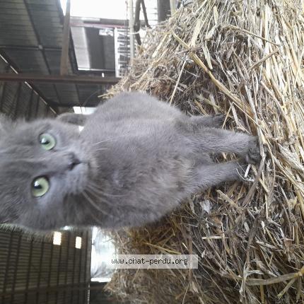 Foto 1/1 Chacha Chat perdido en Montcey