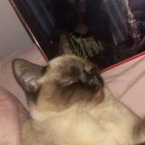 Foto del gato perdido en Valence