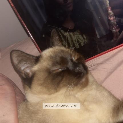 Foto 1/1 Finou Chat perdido en Valence