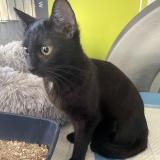 Foto de gato encontrado en Berre L Etang