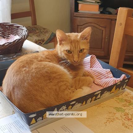 Foto 1/1 Verdi Chat perdido en Magrie