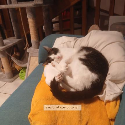 Foto 1/1 Willow Chat perdido en Clermont