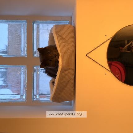 Foto 1/1 Zéphyr Chat perdido en La rochelle