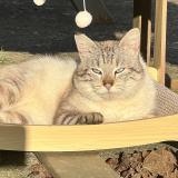 Foto de gato encontrado en Foecy