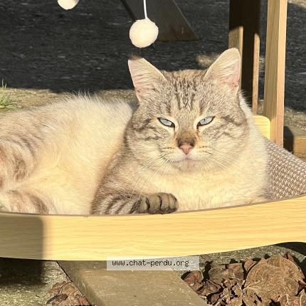 Foto 1/1 Gato encontrado Encontrado en Foecy