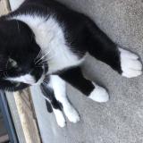 Foto de gato encontrado en Saint Baldoph