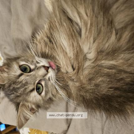 Foto 1/1 Mirka Chat perdido en Sevres