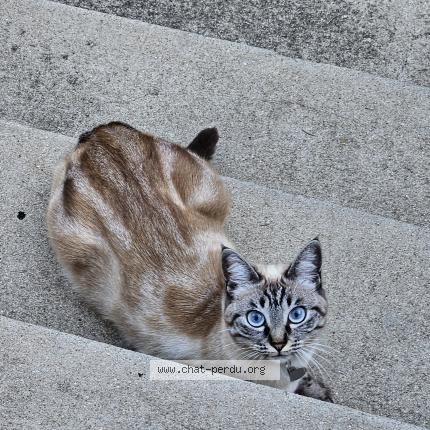 Foto 1/1 Molly Chat perdido en Bois colombes