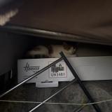 Foto de gato encontrado en Rillieux La Pape