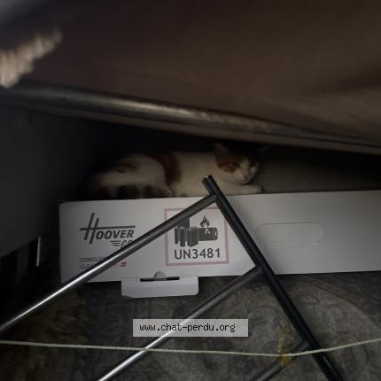 Foto 1/1 Gato encontrado Encontrado en Rillieux la pape