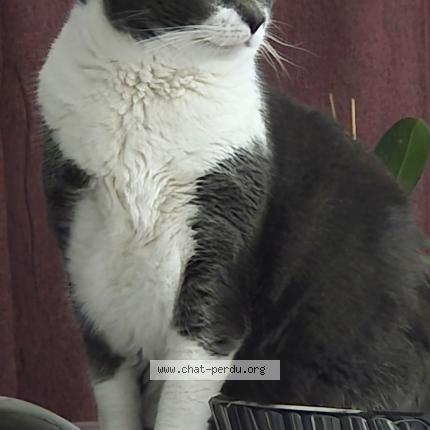 Foto 1/1 Sookie Chat perdido en Noidans les vesoul