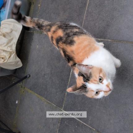 Foto 1/1 Gato encontrado Encontrado en Quaregnon