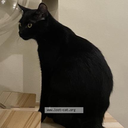 Foto 1/1 Pepper Chat perdido en Las pinas