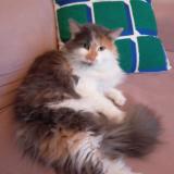 Foto del gato perdido en Marcq En Baroeul