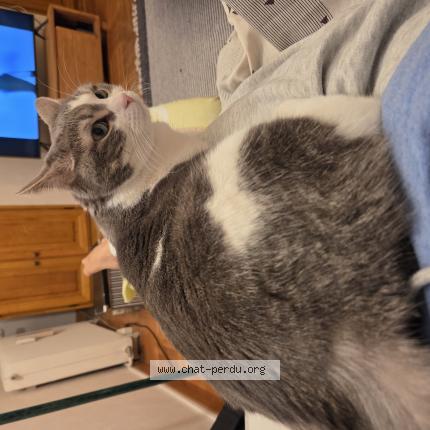 Foto 1/1 Yatoune Chat perdido en Saint just chaleyssin