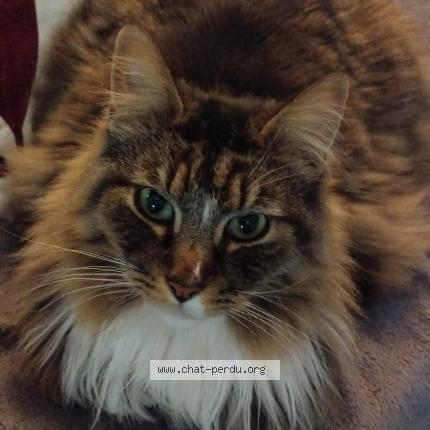 Foto 1/1 Alfred Chat perdido en Briancon