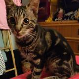 Foto del gato perdido en St Ouen