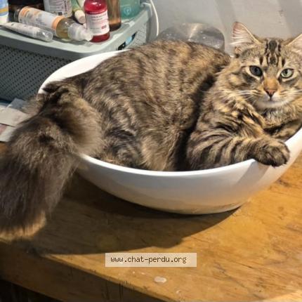 Foto 1/1 Cacahuète Chat perdido en 13840 rognes
