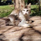 Foto de gato encontrado en Madaillan