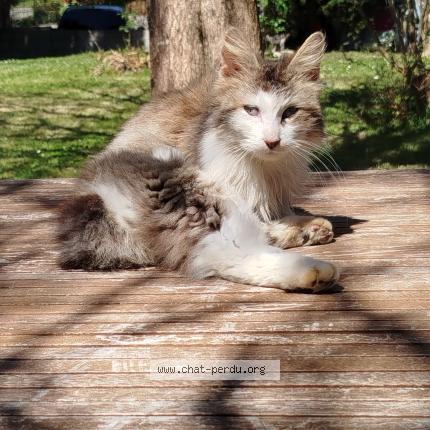 Foto 1/1 Gato encontrado Encontrado en Madaillan