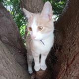 Foto de gato encontrado en Jouy Le Moutier