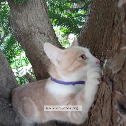 Foto 2/2 Gato encontrado Encontrado en Jouy le moutier