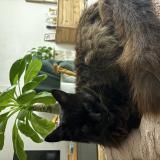 Foto del gato perdido en Martigne Ferchaud