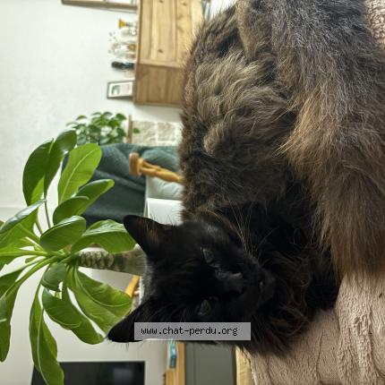 Foto 1/1 Gotham Chat perdido en Martigne ferchaud