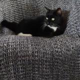 Foto del gato perdido en Bouaye