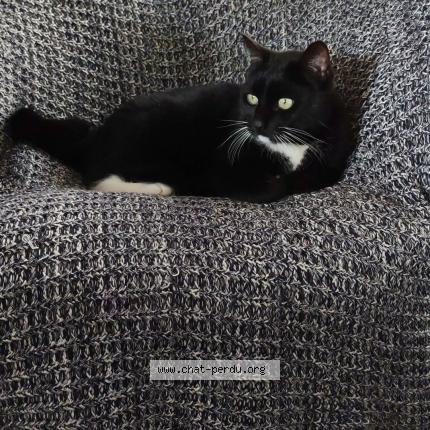 Foto 1/1 Mighty Chat perdido en Bouaye