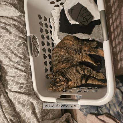 Foto 1/1 Mia Chat perdido en Granby