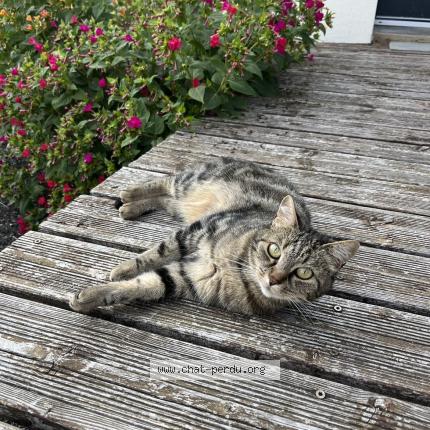 Foto 1/1 Rubie Chat perdido en Saint lubin des joncherets