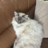 Foto del gato perdido en Antony