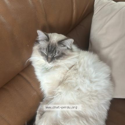 Foto 1/1 Vitali Chat perdido en Antony