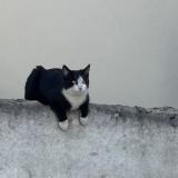 Foto de gato encontrado en Seltz