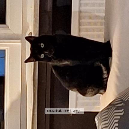 Foto 1/1 Shadow Chat perdido en Yutz