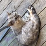 Foto de gato encontrado en Saint Nazaire