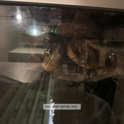 Foto 1/1 Gato encontrado Encontrado en Cormeilles en parisis