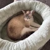 Foto del gato perdido en Saint Barthelemy