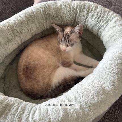 Foto 1/1 Temp&ecirc;te Chat perdido en Saint barthelemy