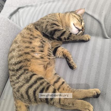 Foto 1/1 Gato encontrado Perdido en Tigy