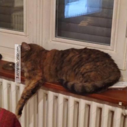 Foto 1/1 Sweetie Chat perdido en Rillieux la pape