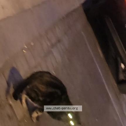 Foto 1/1 Gato encontrado Encontrado en Aubervilliers